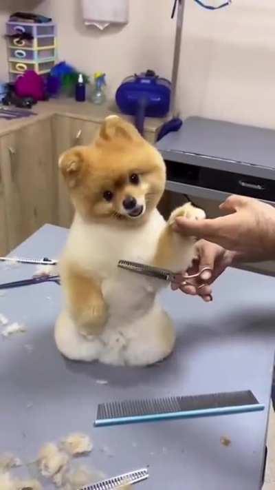 Dog getting a fresh haircut