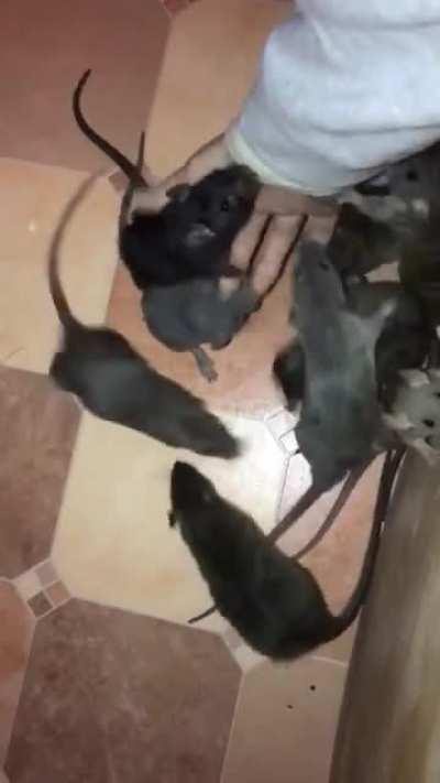 Blursed rats