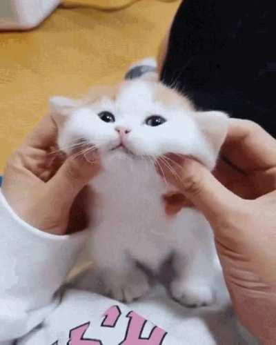 Kitty cheek rub eyebleach :D