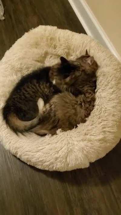 Got up to pee at 4am, turned on the light to see Tary and Doty bonding. They don't allow us to see them like this much anymore, so it was a pleasant surprise.