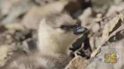 Bora fazer o renan chorar denovo