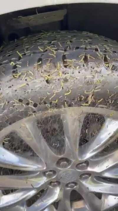 Caterpillars near San Antonio, Texas