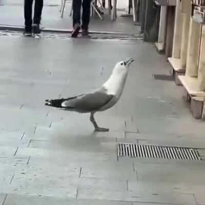 birb helping out with the rat problem