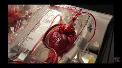 Thanks I hate this twitching heart