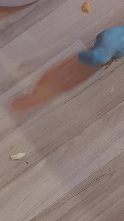 Peek-a-boo to you! (pardon the dirty floor)