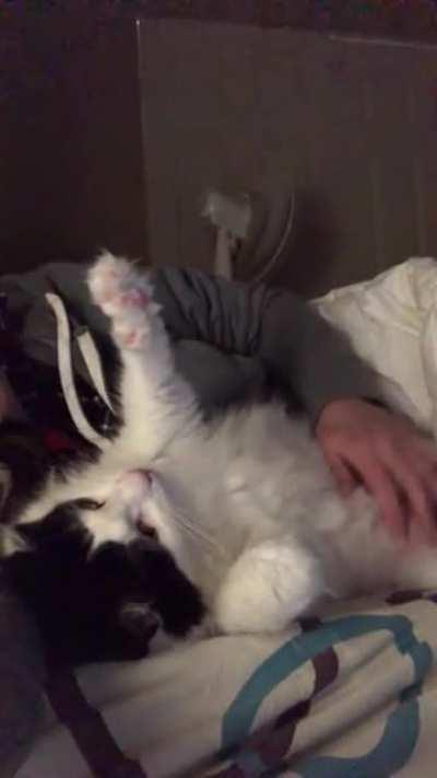 If I stop rubbing his belly he stops making air biscuits