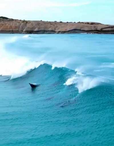 🔥 Dolphins embracing the surf experience in Australia