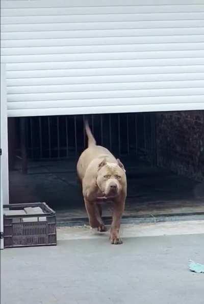 this dog would be my owner