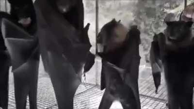 Hanging bats filmed upside-down look like a Goth nightclub.