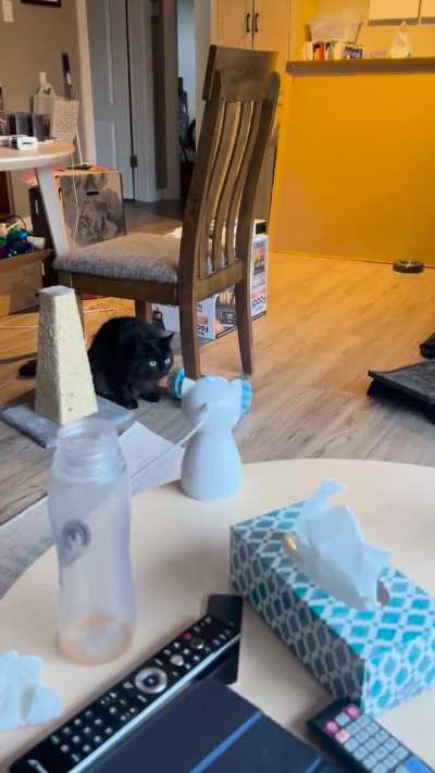 Tsuki bonked his head