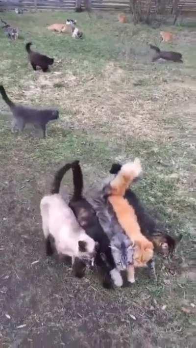 soMe cRaZY BAsTArD GLueD A BUNch OF CaTS TogetHeR fOR wHo KnoWs WHaT rEaSon
