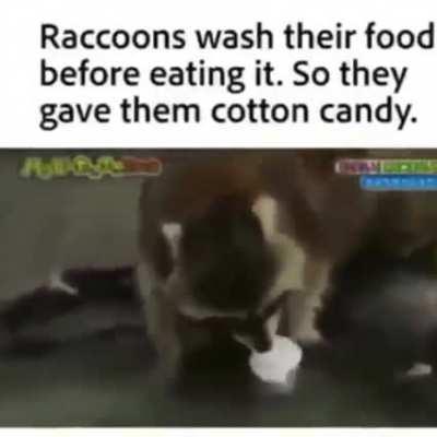 Racoon and the case of dissappearing food
