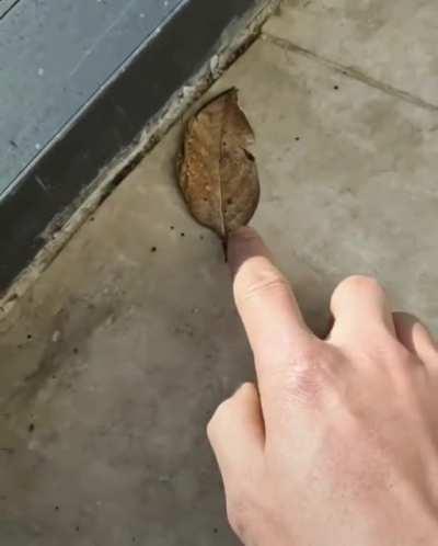 Kallima inachus looks like dry leaf