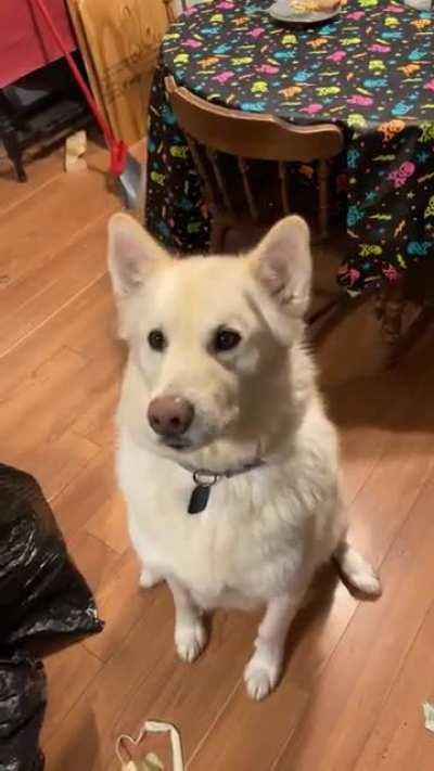 This is Sky. We’ve had him for 4 months after his previous owner got too sick for his needs. Sky loves broccoli.