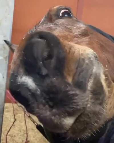 A normal day with my horse