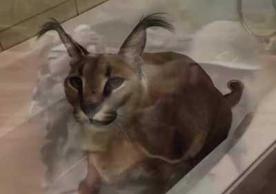 floppa vietnam flashback