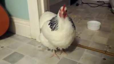 Cursed chicken