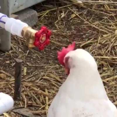 Chicken 🐔 be like 