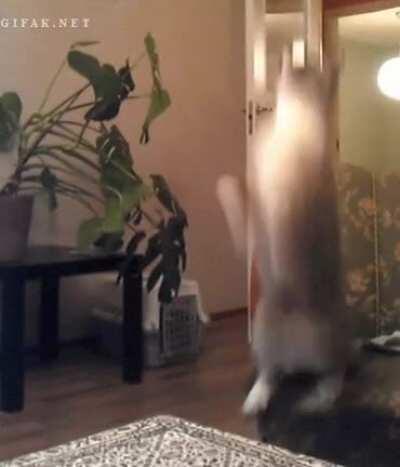 Catculating the derp