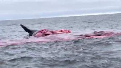 Some day it's gonna be me like that cause of my tacos