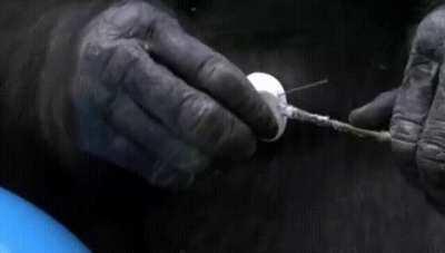 Bonobo learns how to roast his own Marshmallows.