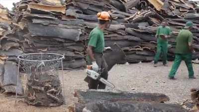 Bark from this tree is used to make cork for wine bottles. It grows back about 9 years later to be harvested again and the average cork tree is harvested about 12 times