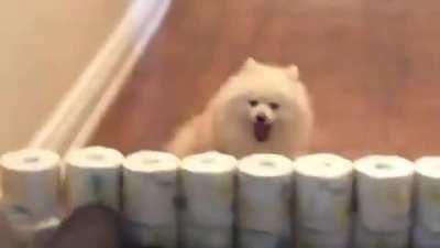 Let's go Snowy! (RELATIVELY LOUD)