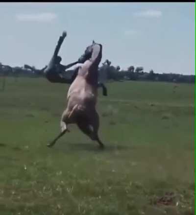 WCGW whipping your horse in the head while riding it