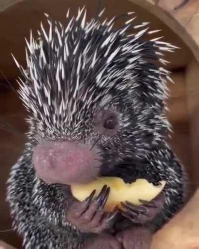 hedgehogs eat apples...nhamm...nhammm