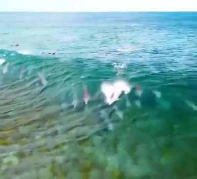 Dolphins riding a wave near Australia