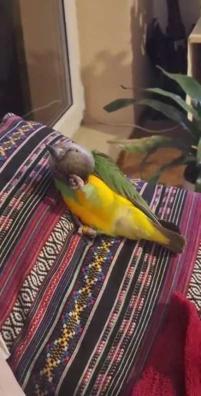 What is this behaviour?