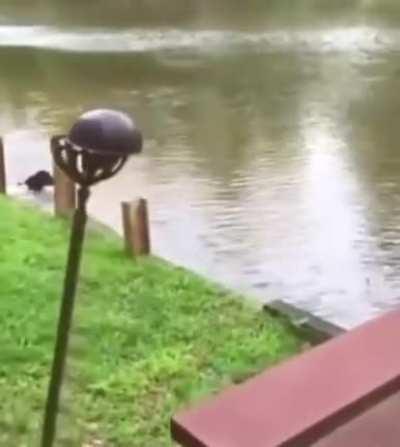 What a great swimming buddy!