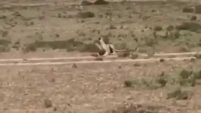 Тимон и Пумба