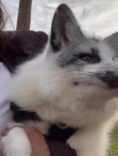 ⚠️ Fox go mrrp! ⚠️