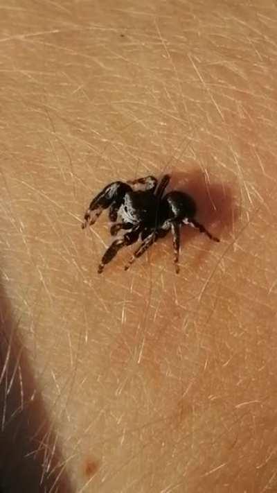 Curious little jumping spider
