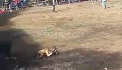 Starts off a vegetable but I’m pretty sure he’s dead after he flops.