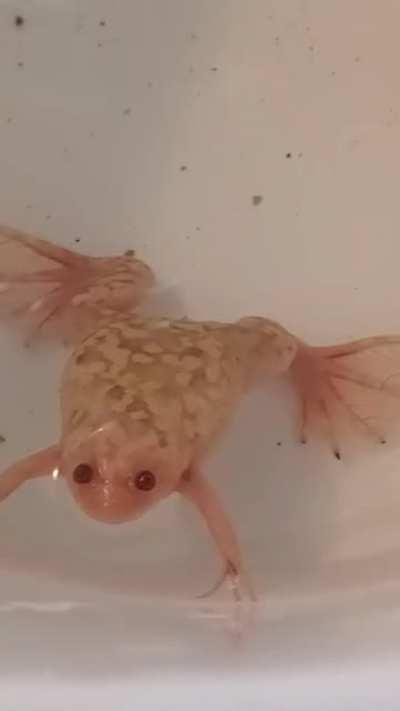 sister and brother acfs look so different