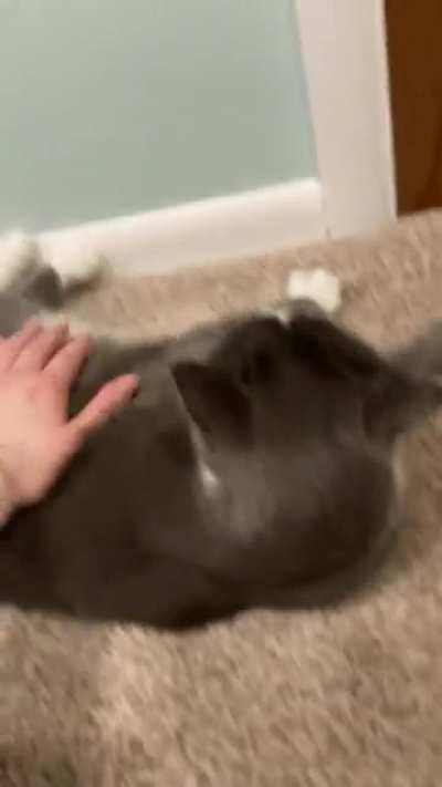 he’s as soft as he looks 😻