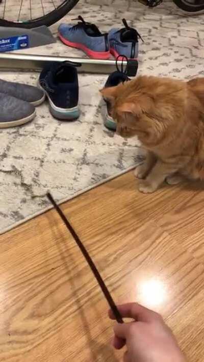 A hard “No” on the new bird toy