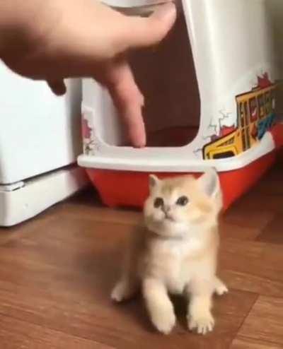 teaching a kitten to tap