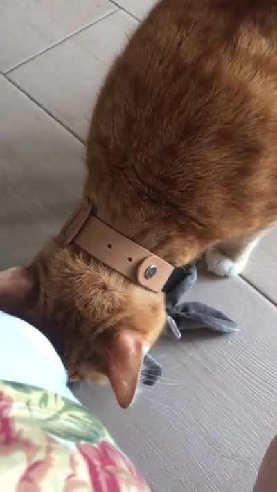 Saw a post here of a ginger cat playing fetch. I thought only my cat does that 😅 (don’t ask me about his odd meows)