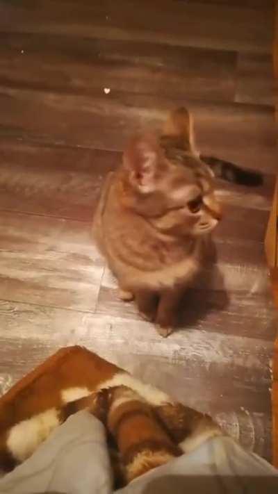 Angry Cat, Angry Cat