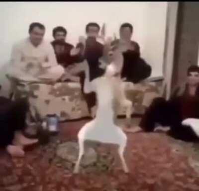 Taco bell nibba sussy