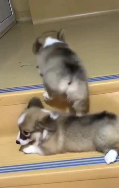 I think this belongs here