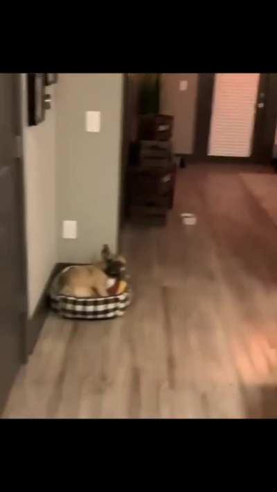 Dog : Can a brotha just sleep in peace?