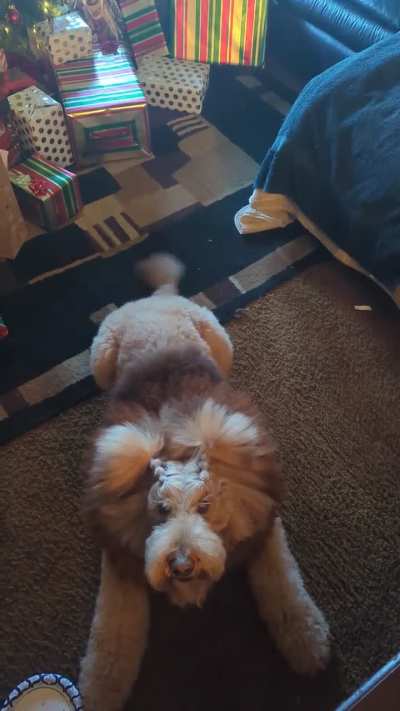 Do not ask the lion to sit