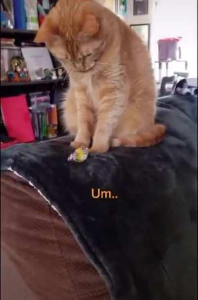 Giving a gift to a cat, only to be rejected :(