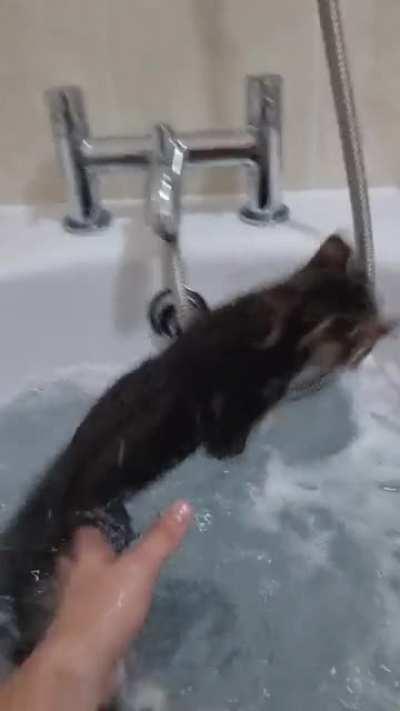 Kittens first (unexpected) bath