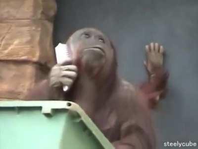 Orangutan brushes her hair