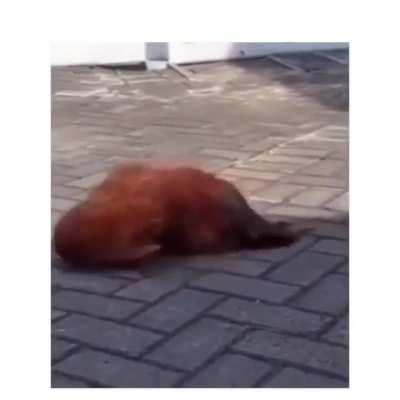 Don't Let Your Cock Drink